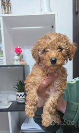 Cucciole di barboncino (f)