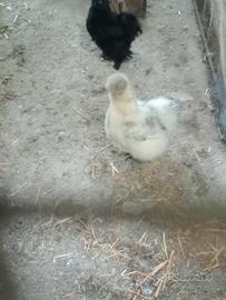 Galli e Galline Moroseta