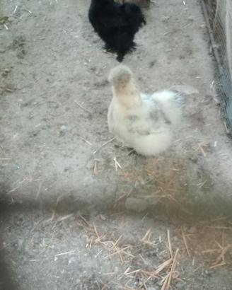 Galli e Galline Moroseta