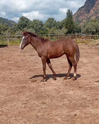 Puledro maschio