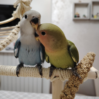 Inseparabili allevati a mano 25