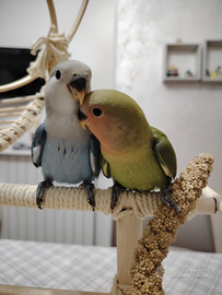 Inseparabili allevati a mano 25