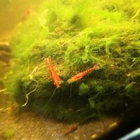 Gamberetti caridine