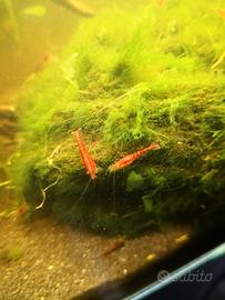 Gamberetti caridine