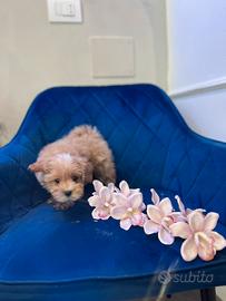 Cucciola maltipoo particolor mini