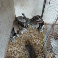 Conigli giganti da carne delle fiande