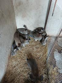 Conigli giganti da carne delle fiande