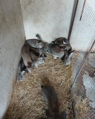 Conigli giganti da carne delle fiande