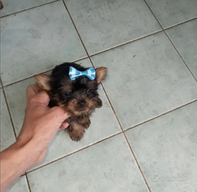 Yorkshire cuccioli taglia piccolissima