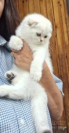 Gatto Scottish fold campania