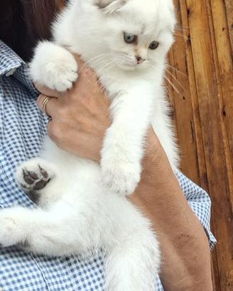 Gatto Scottish fold campania