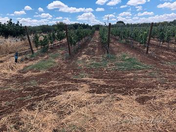 Vigneto in agro di Acquaviva delle Fonti