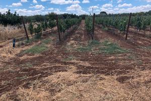 Vigneto in agro di Acquaviva delle Fonti