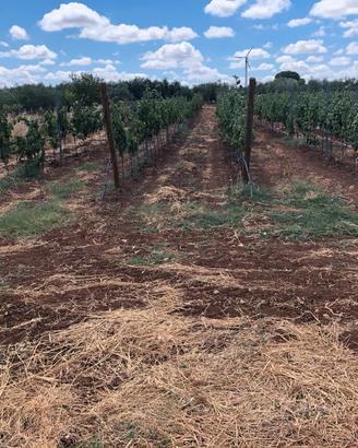 Vigneto in agro di Acquaviva delle Fonti