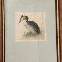 quadri vintage con stampe di uccelli