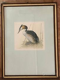 quadri vintage con stampe di uccelli