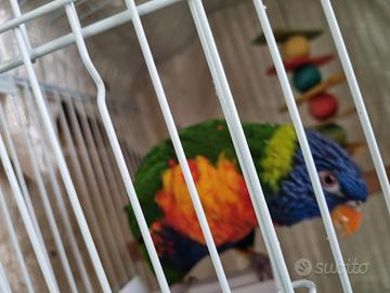 Lory arcobaleno allevato a mano