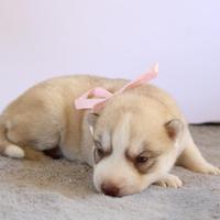 Husky Siberian pedigree Enci