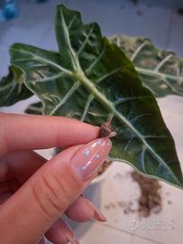 Alocasia polly aurea corms