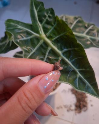 Alocasia polly aurea corms
