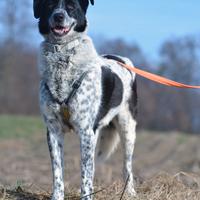 Ryan in attesa di adozione