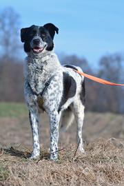 Ryan in attesa di adozione