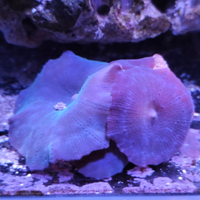 Spugne discosomi e rodactis