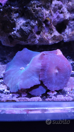 Spugne discosomi e rodactis