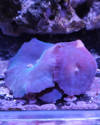Spugne discosomi e rodactis