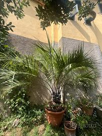 Palma delle Canarie