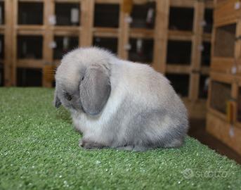 Coniglio nano minilop