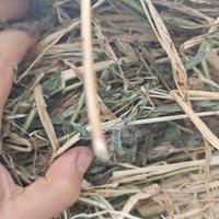 fieno seminato orzo e trifoglio