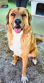 Marlon: il cane perfetto in adozione