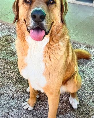 Marlon: il cane perfetto in adozione