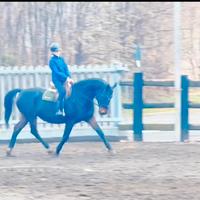 Cavalla Hannover
