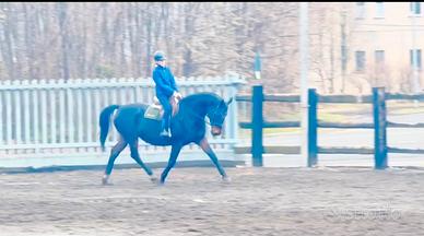 Cavalla Hannover