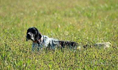 Setter Inglese Crocediminis