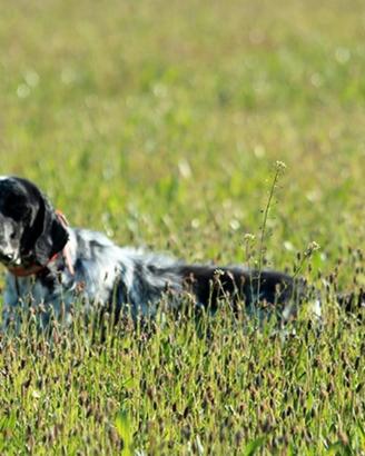 Setter Inglese Crocediminis
