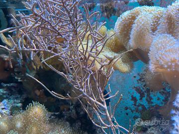 Sarcophyton giallo