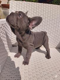 Cuccioli bulldog francese esotici blu solid