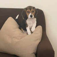 Ultimo cucciolo di beagle con pedegree