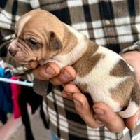 Cuccioli Jack Russel