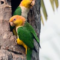 Coppia caicchi testa gialla