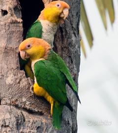 Coppia caicchi testa gialla