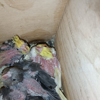 Calopsite da imbecco