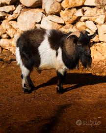 Caprone per monta - disponibile per riproduzione