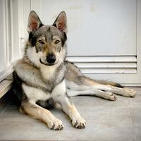 Monta cane lupo cecoslovacco maschio