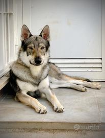 Monta cane lupo cecoslovacco maschio