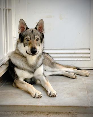 Monta cane lupo cecoslovacco maschio