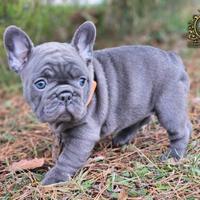 Dolcissima femminuccia Bulldog Francese total blu